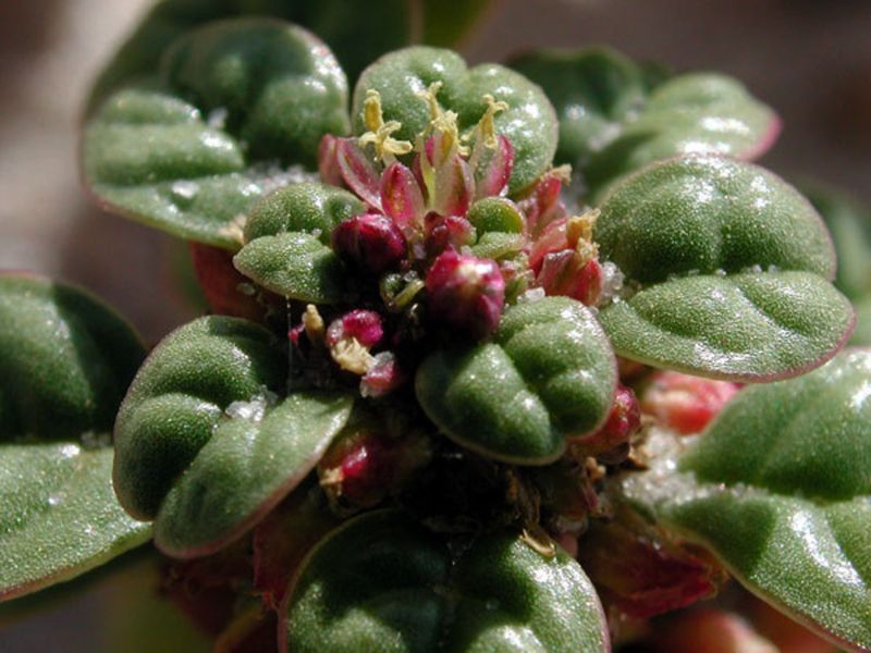 How You Can Help Protect Maryland's Rarest Bloom How You Can Help Protect Maryland's Rarest Bloom