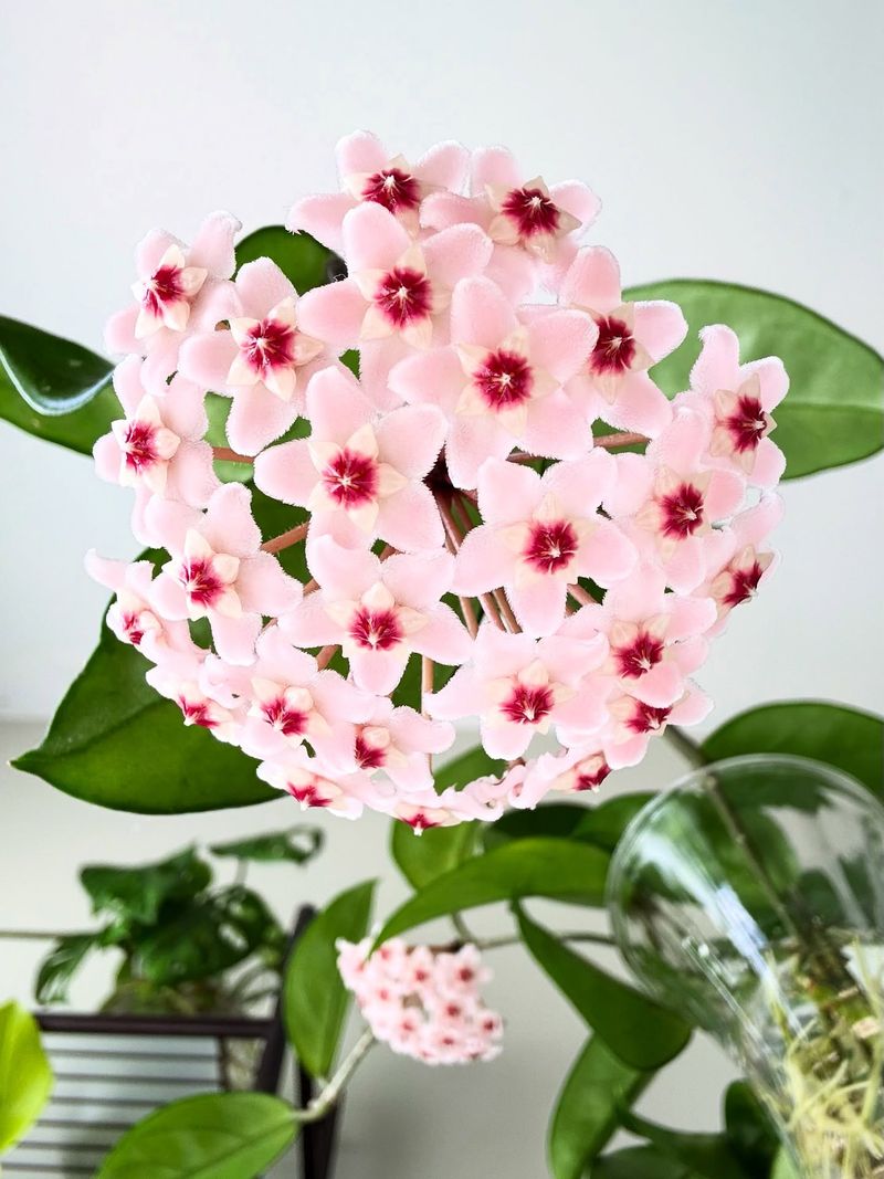 Hoya