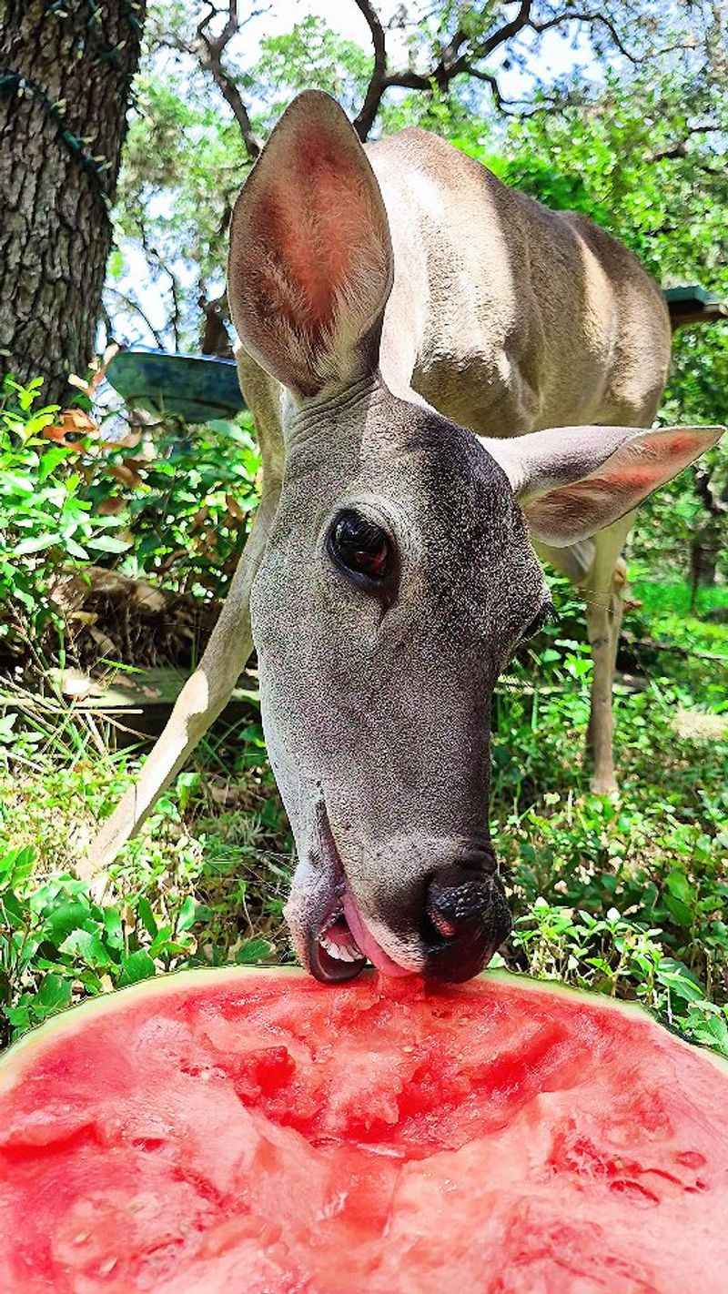 Human Food Can Teach Them To Return