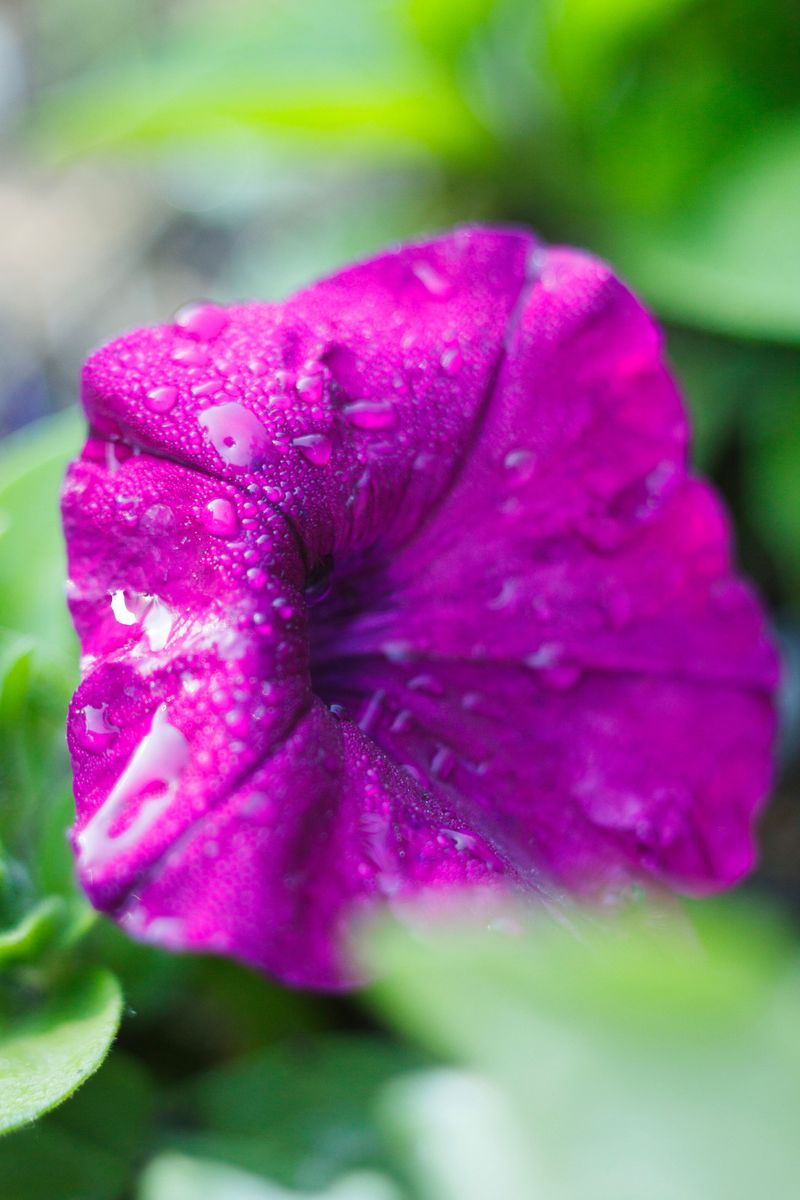 Humidity Boosts Sap Secretion Humidity Boosts Sap Secretion
