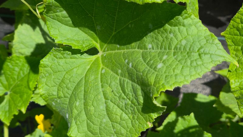 Humidity Creates Ideal Mildew Conditions