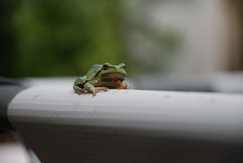 Humidity Levels Draw Amphibians Indoors