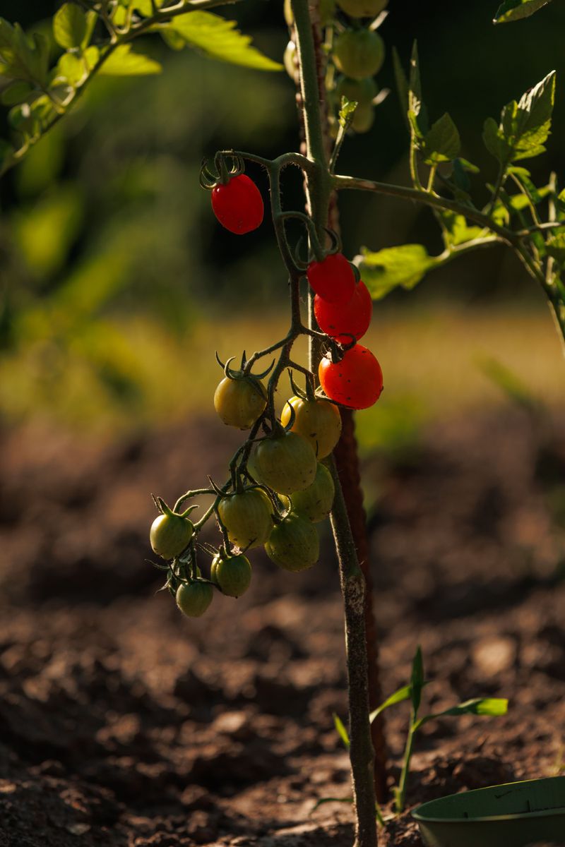 Humidity Swings Stress The Plant Humidity Swings Stress The Plant