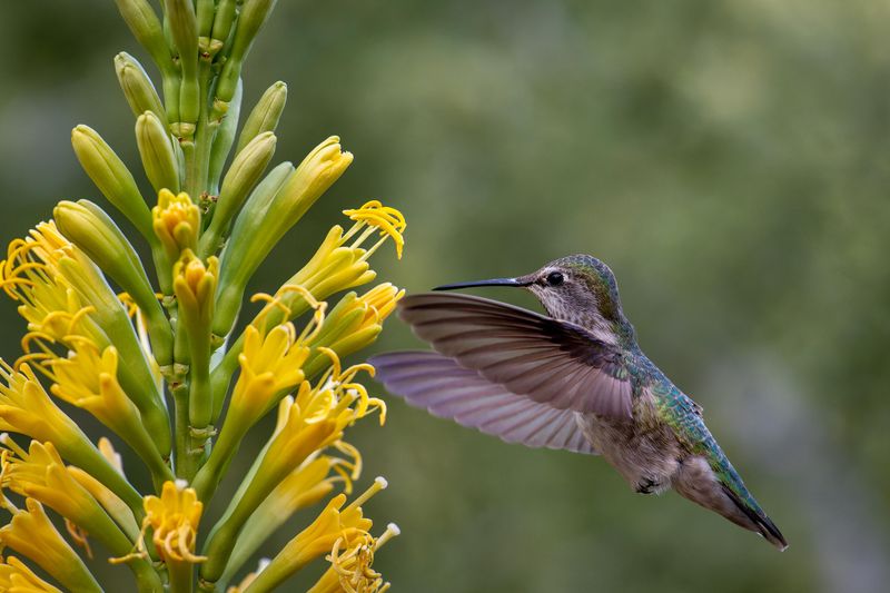 Hummingbirds And Pollinators Finding The Flowers Fast