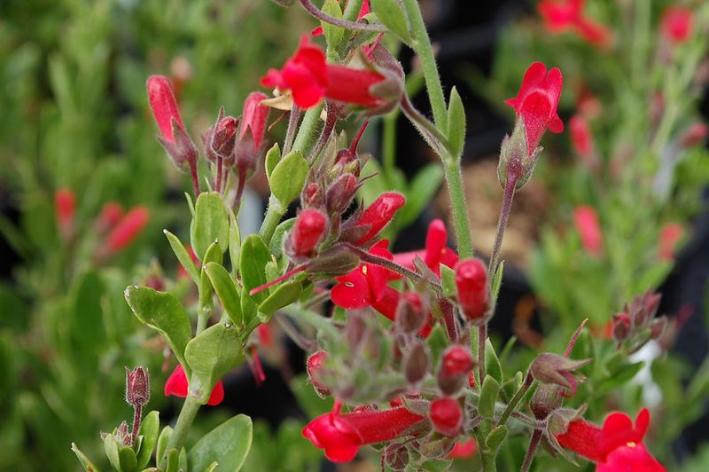 Hummingbirds Are Drawn To The Tubular Blooms Hummingbirds Are Drawn To The Tubular Blooms