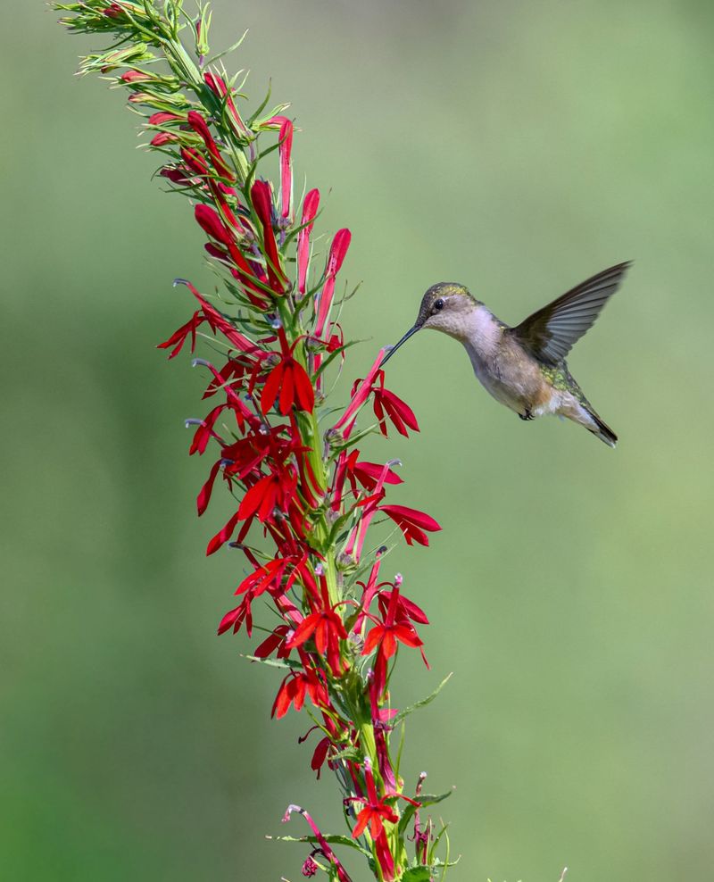 Hummingbirds Find It Fast