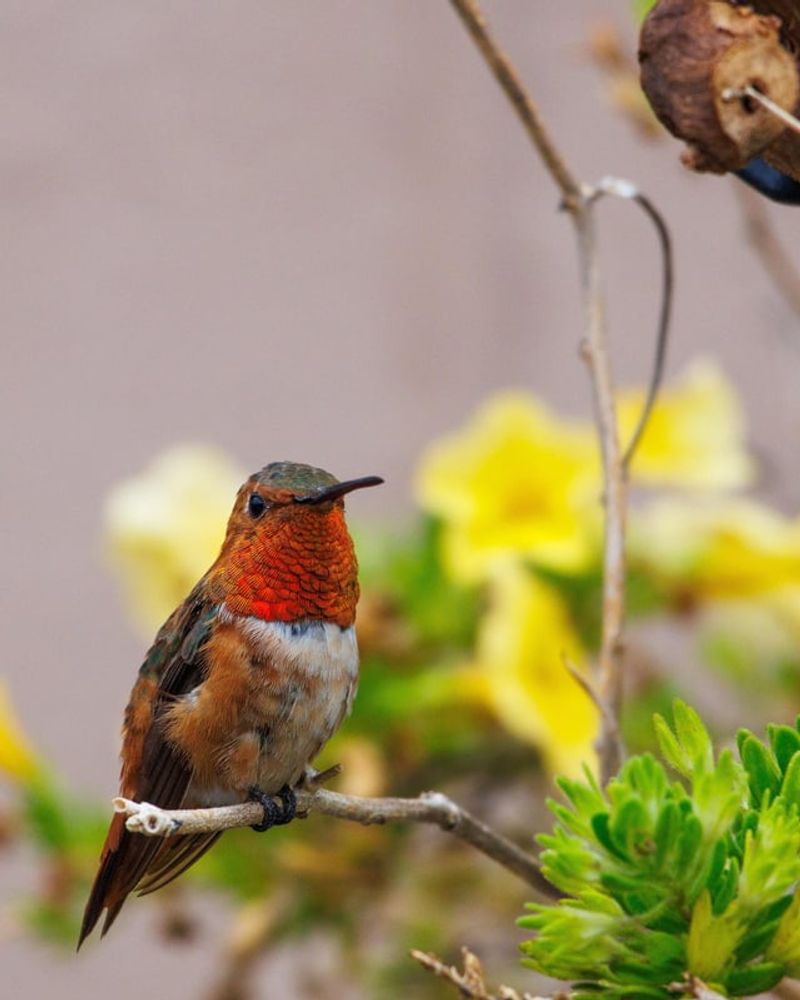 Hummingbirds Finding The Front Yard Fast