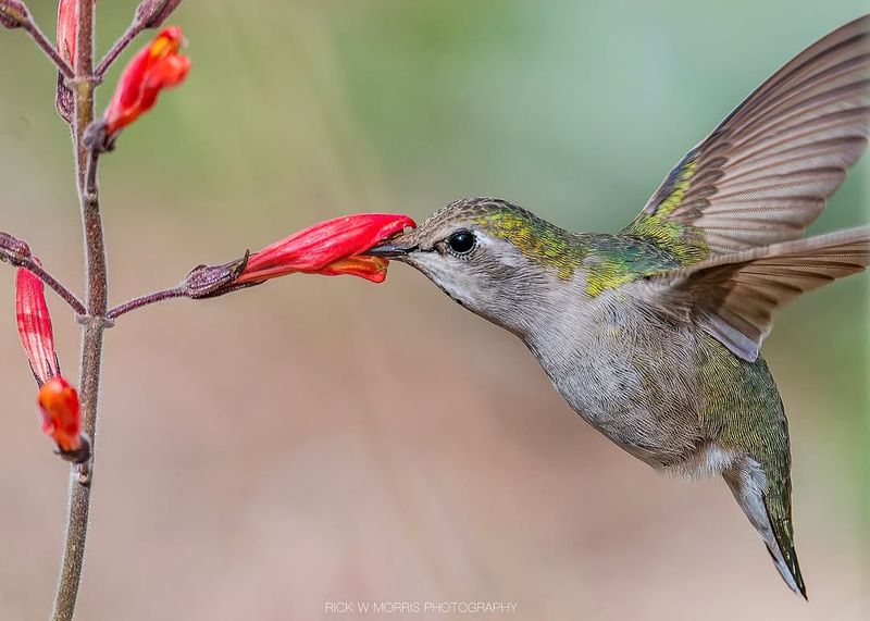 Hummingbirds May Be Following Blooming Salvia Hummingbirds May Be Following Blooming Salvia