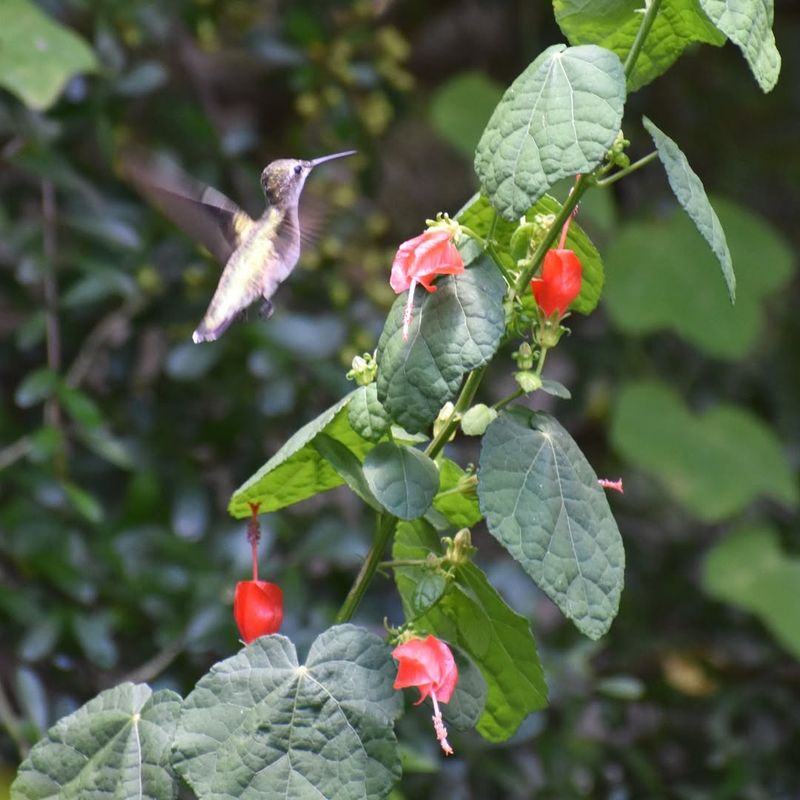 Hummingbirds Visit The Bright Red Blooms