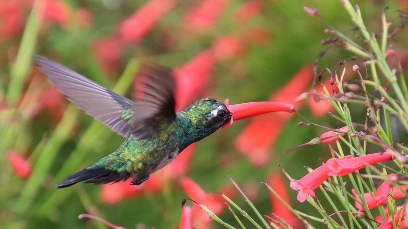 Hummingbirds Visit The Tubular Flowers