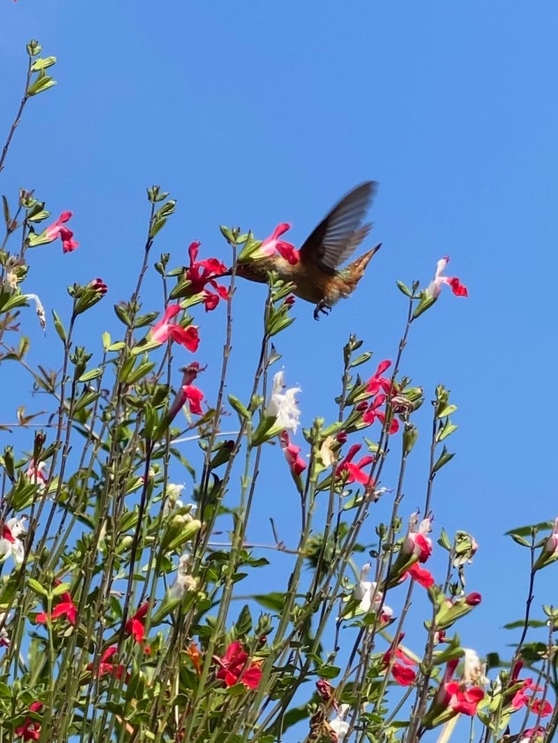 Hummingbirds Work Every Flower Spike Hummingbirds Work Every Flower Spike