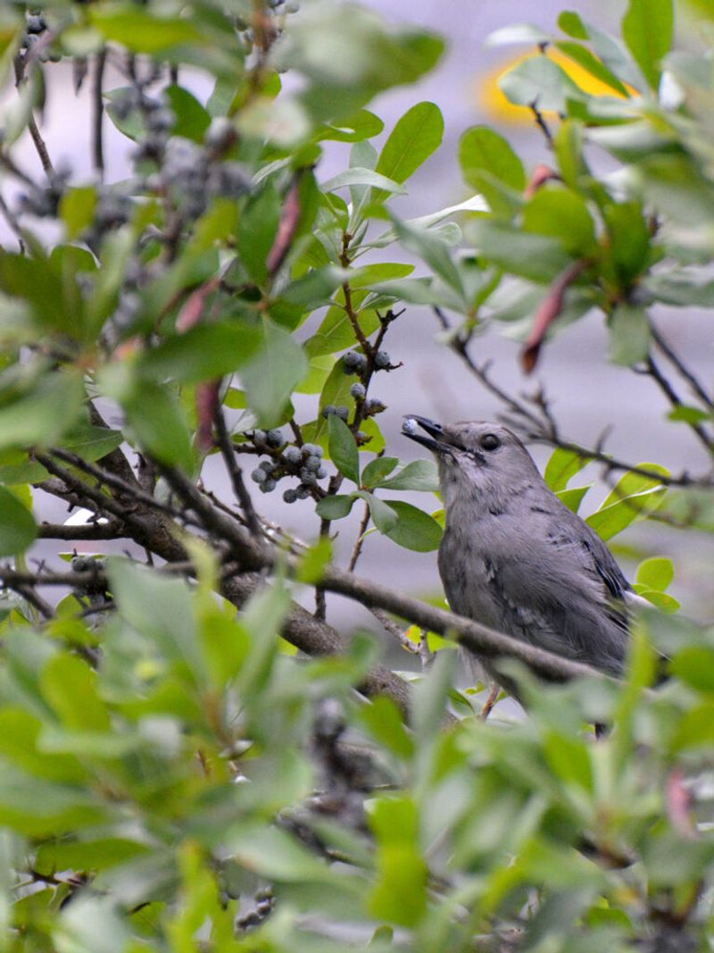 Hungry Birds Can Strip The Fruit In A Hurry