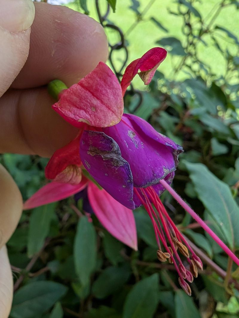 Hungry Plants Running Low On Flower Power