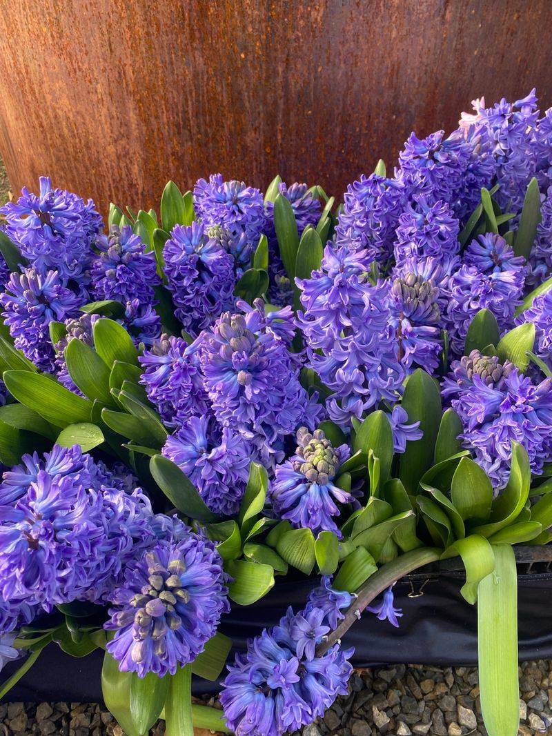 Hyacinths Add Strong Fragrance