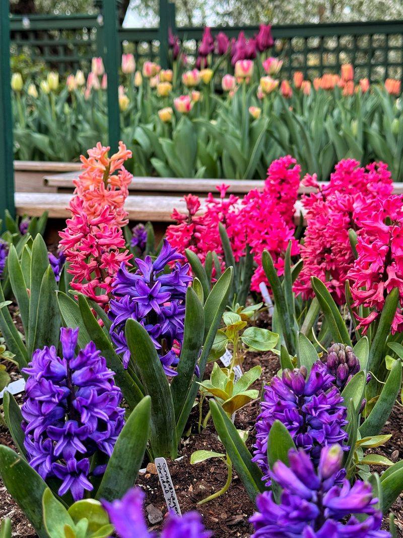 Hyacinths Bring Color And Fragrance Hyacinths Bring Color And Fragrance