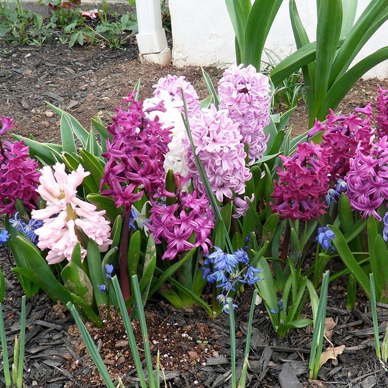 Hyacinths Produce Fragrant Flowers From Fall-Planted Bulbs