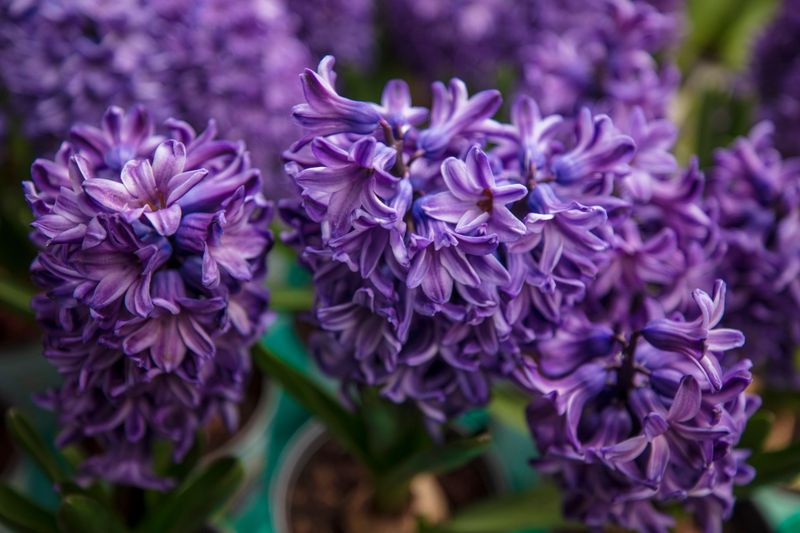 Hyacinths Hyacinths