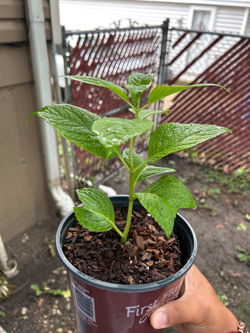 Hydrangea Cuttings Capture This Year's Best Blooms