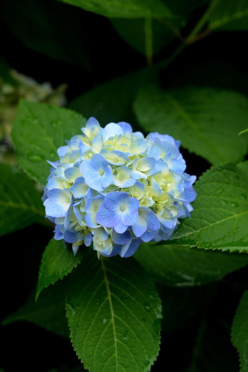 Hydrangea Hydrangea