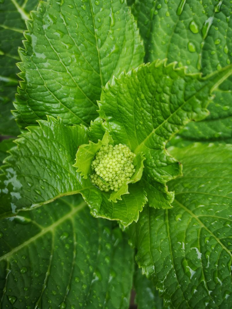 Hydrangeas Already Set Next Year's Buds