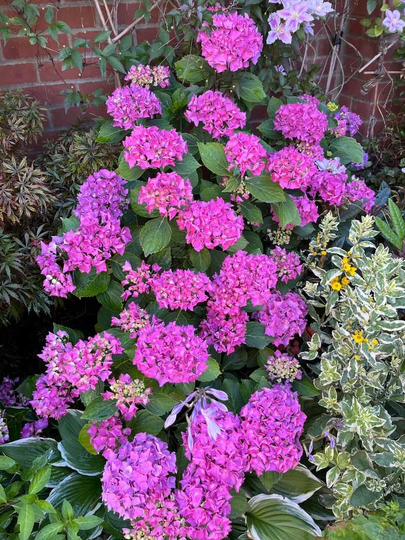 Hydrangeas Better Off Hardening Up For Fall