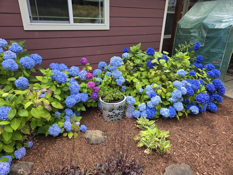 Hydrangeas May Already Be Holding Next Year's Buds