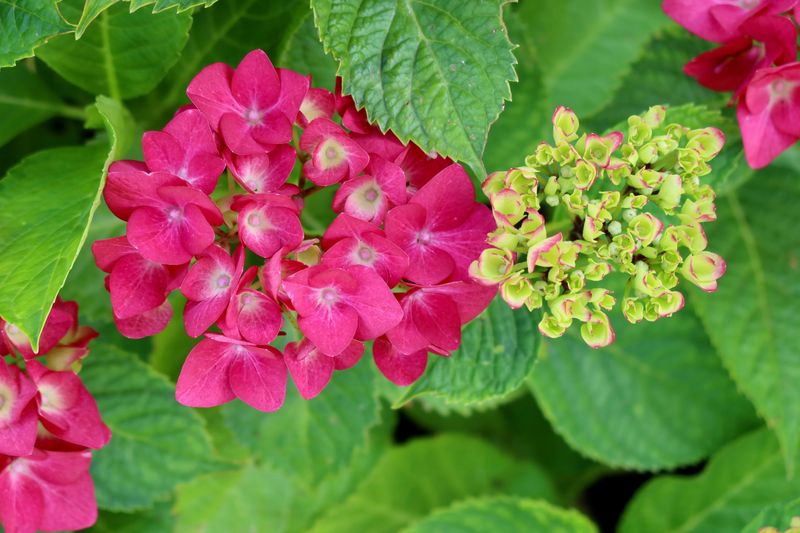 Hydrangeas Set Next Year's Buds Now