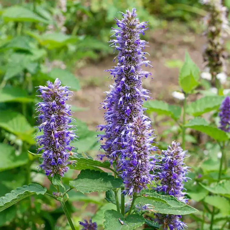Hyssop Gets A Fresh Start During The Fall Season