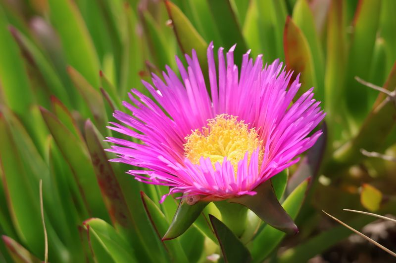 Ice Plant Ice Plant