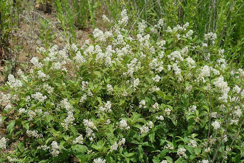 Ideal Growing Conditions For Illinois Yards