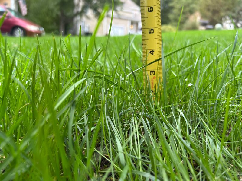 Ideal Mowing Height For Bermuda Grass In Summer