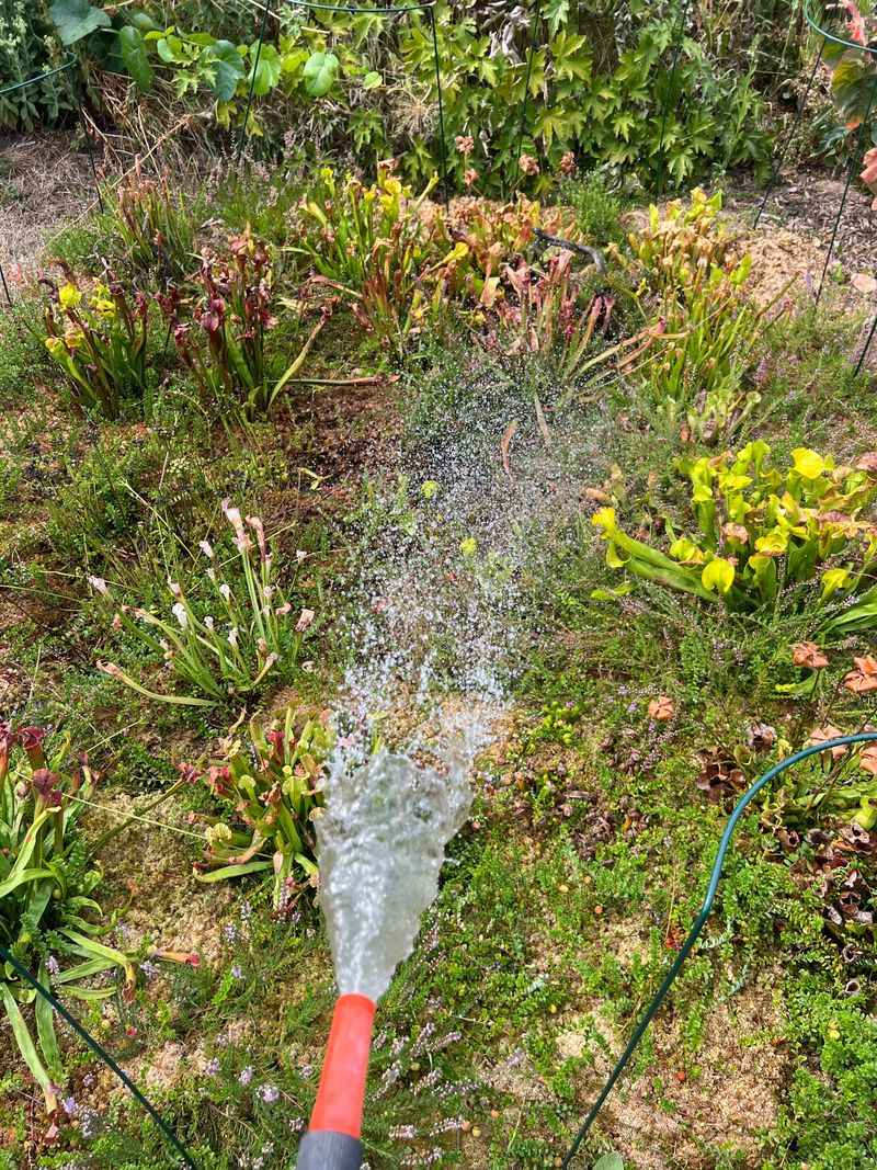 Ideal Watering Frequency For Ohio Summers