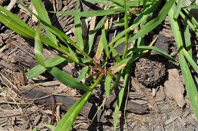 Identify Crabgrass Before Treating The Wrong Weed Identify Crabgrass Before Treating The Wrong Weed