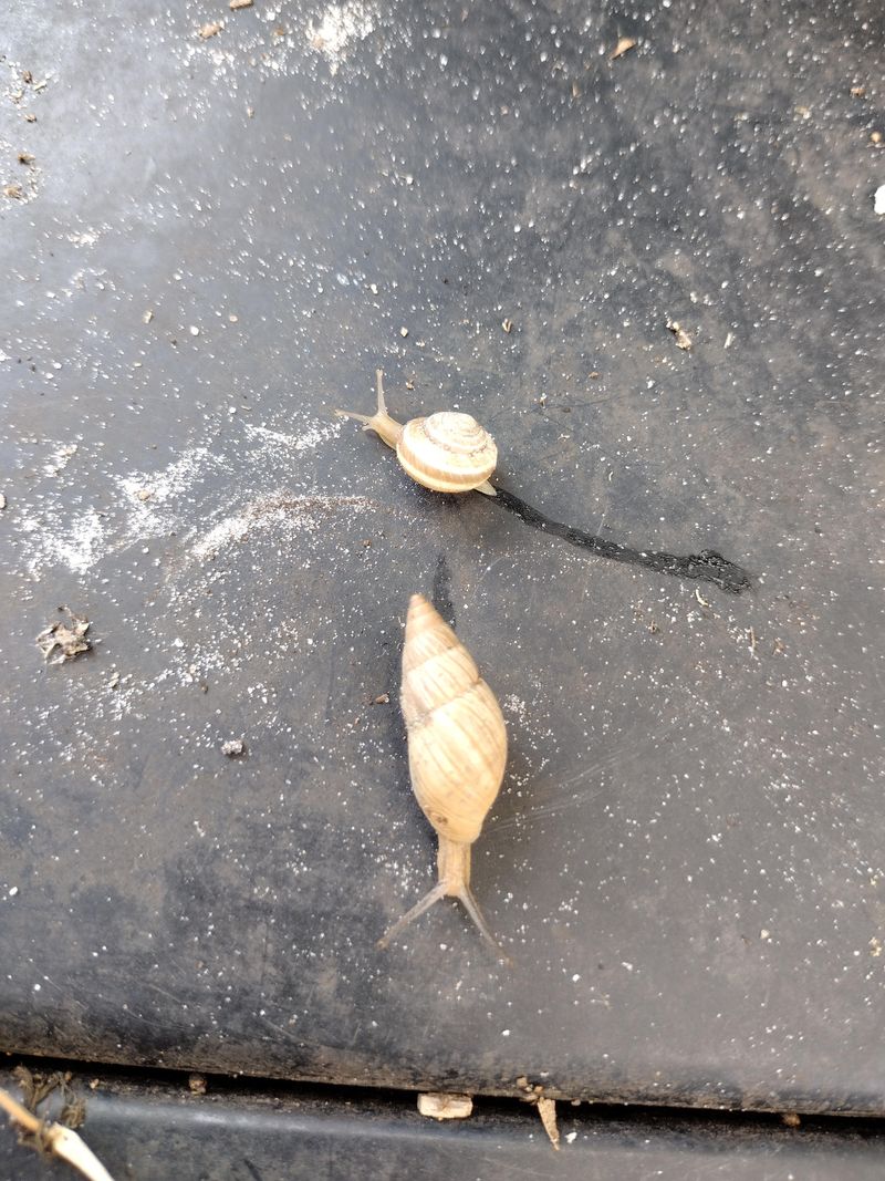 Identify Ghost Snails Without Disturbing Native Species Identify Ghost Snails Without Disturbing Native Species