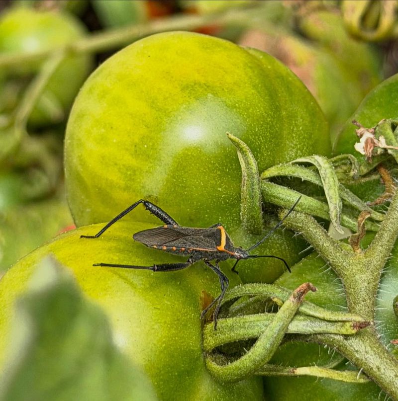 Identify Leaffooted Bugs Before Taking Action