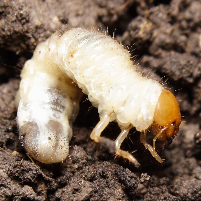 Identify The Grub Before Choosing A Treatment Identify The Grub Before Choosing A Treatment