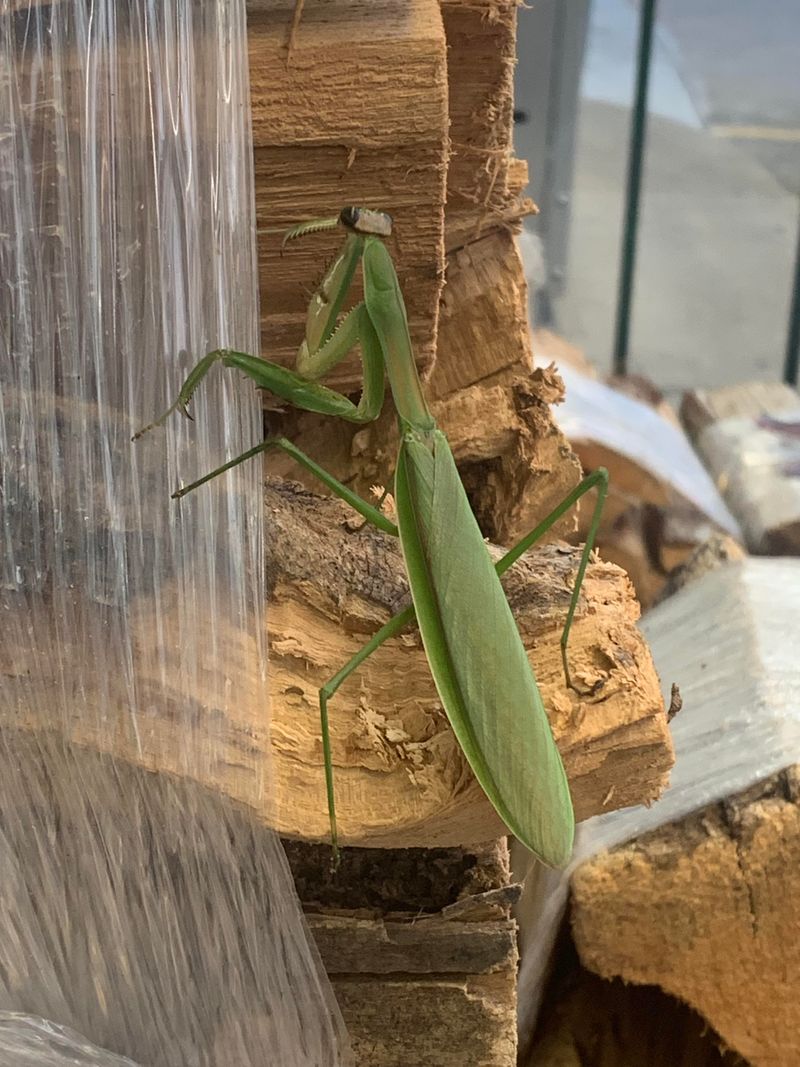 Identify The Mantis Before You Decide Identify The Mantis Before You Decide