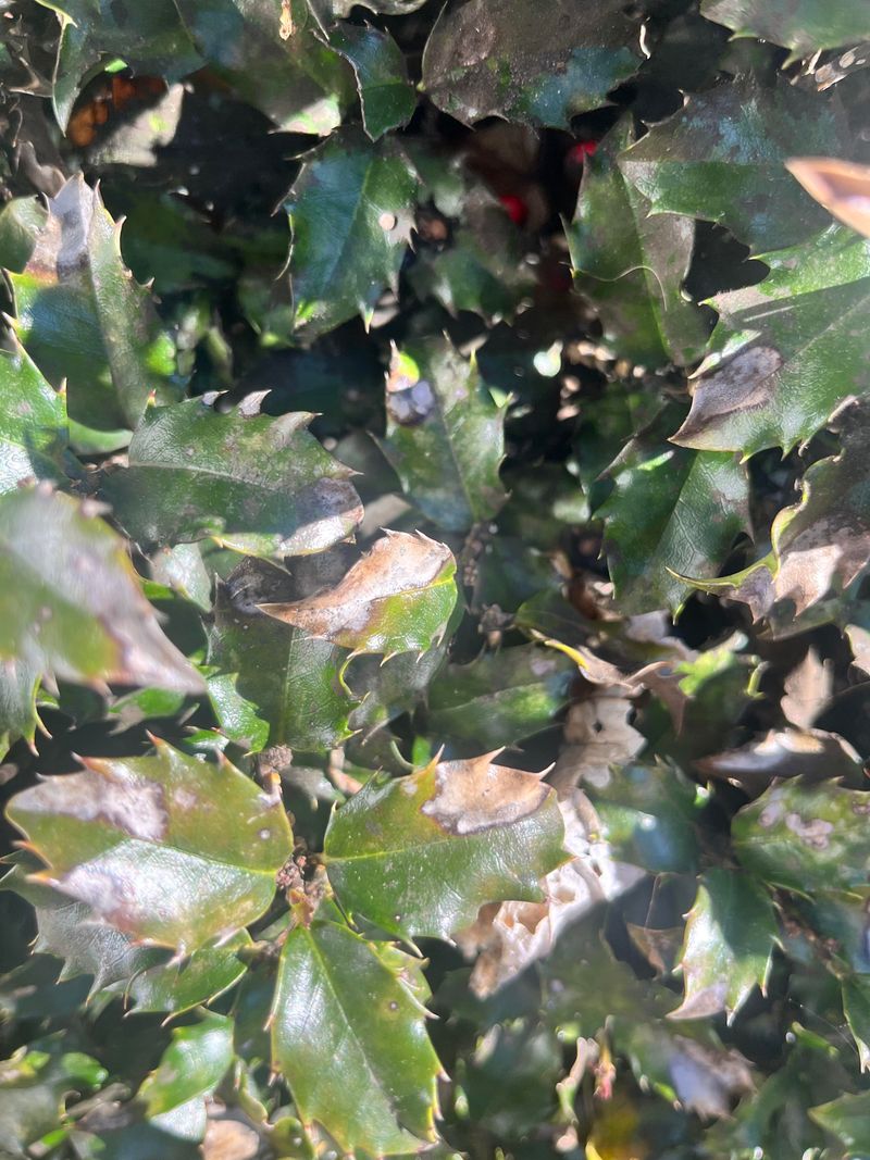 Identify The Scale Before Treating It