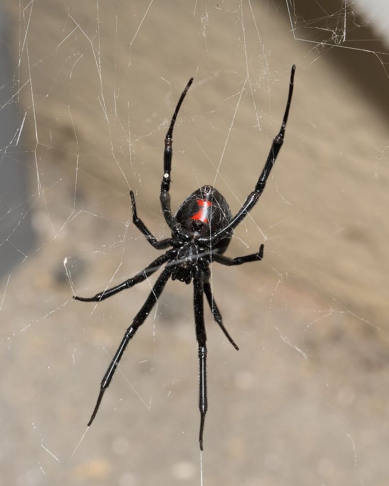 Identify Widows And Recluses With Care