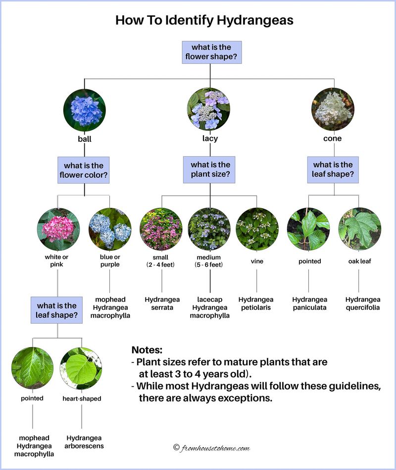 Identify the Hydrangea Before Pruning Identify the Hydrangea Before Pruning