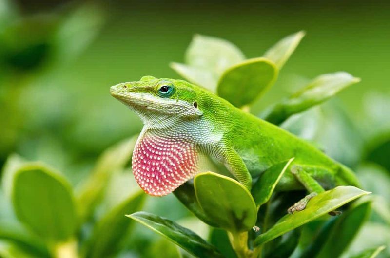 Identify the Lizard Before Interpreting the Yard Identify the Lizard Before Interpreting the Yard