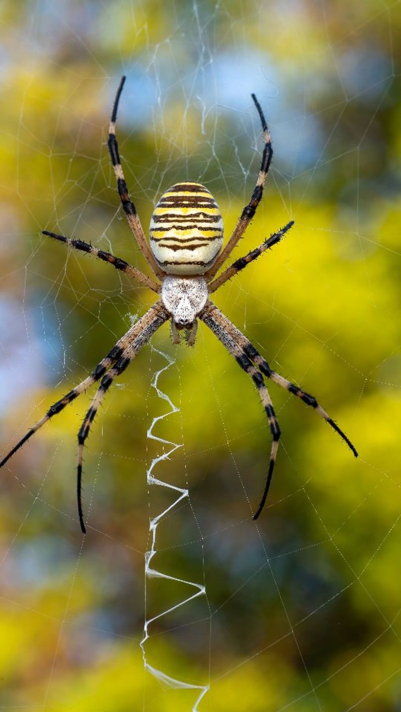 Identifying A Joro By Its Markings And Leg Span