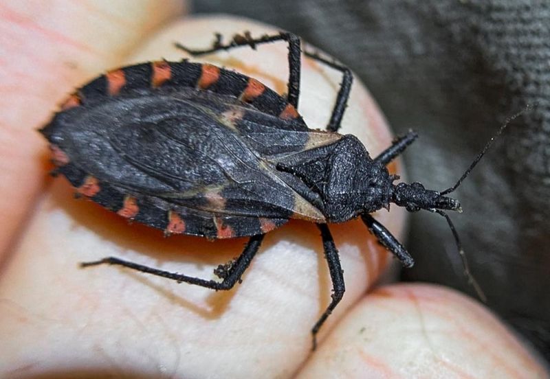 Identifying A Kissing Bug Inside Your Home Identifying A Kissing Bug Inside Your Home