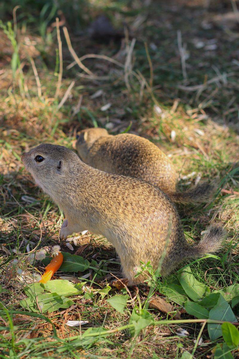 Identifying Active Burrows Before Taking Action