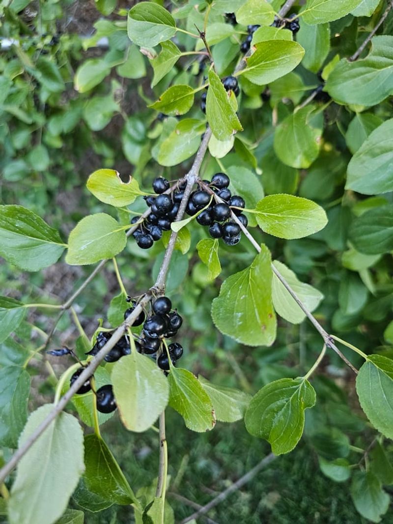 Identifying Buckthorn Before It Takes Hold