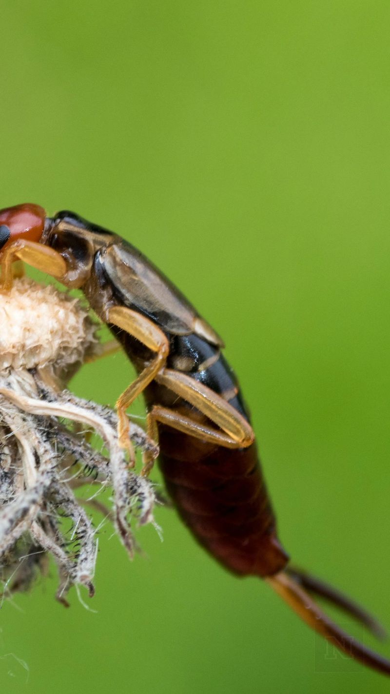 Identifying Earwigs Before They Reach Your Basil Identifying Earwigs Before They Reach Your Basil