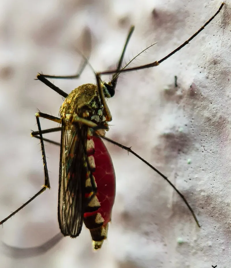Identifying Features Of This Particular Mosquito Identifying Features Of This Particular Mosquito