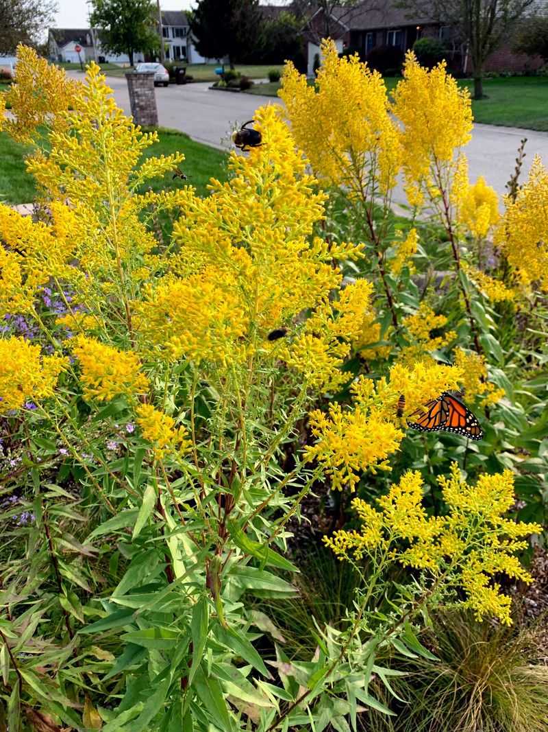Identifying Goldenrod Versus Ragweed