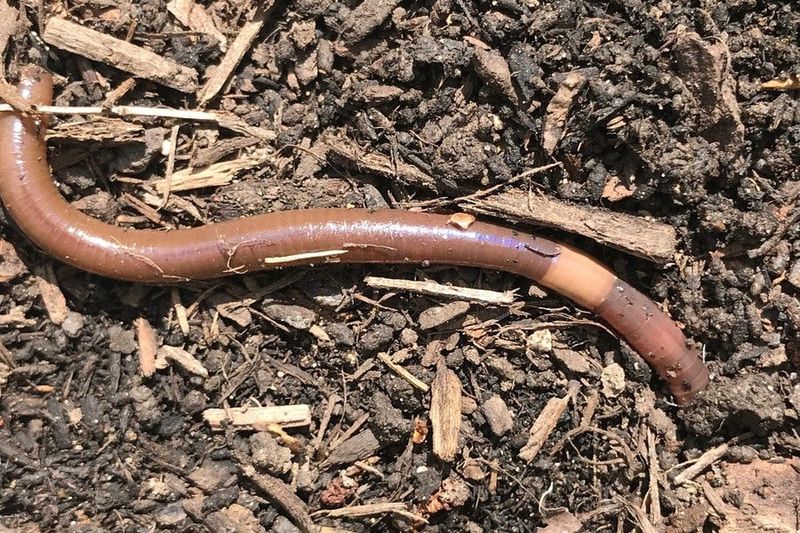 Identifying Jumping Worms In Pennsylvania Soil