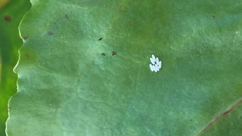 Identifying Leaf Miner Eggs Before Damage Spreads Identifying Leaf Miner Eggs Before Damage Spreads